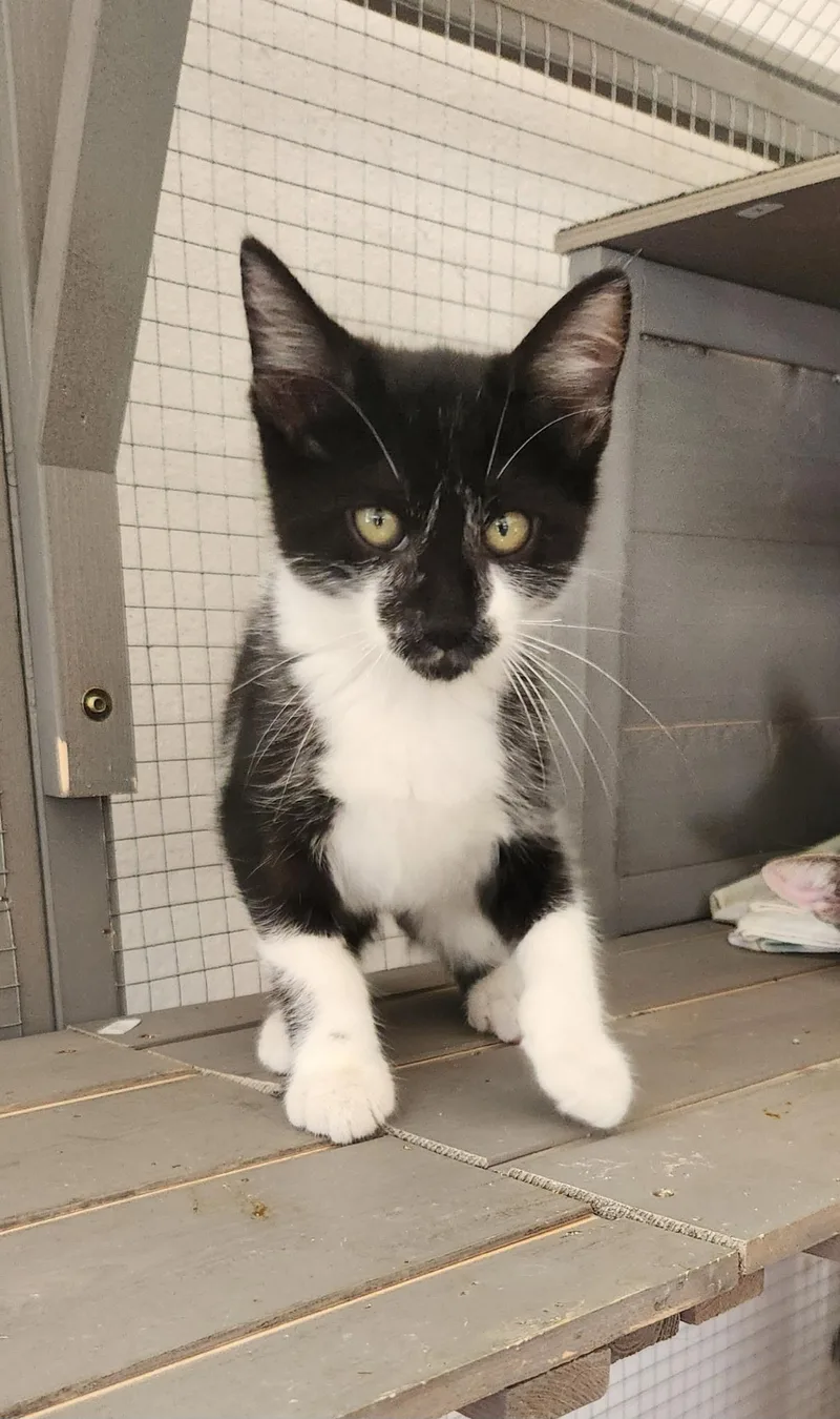 A baby medium-sized female Black & White / Tuxedo Domestic Short Hair cat named Strawberry for adoption in Orange, CA
