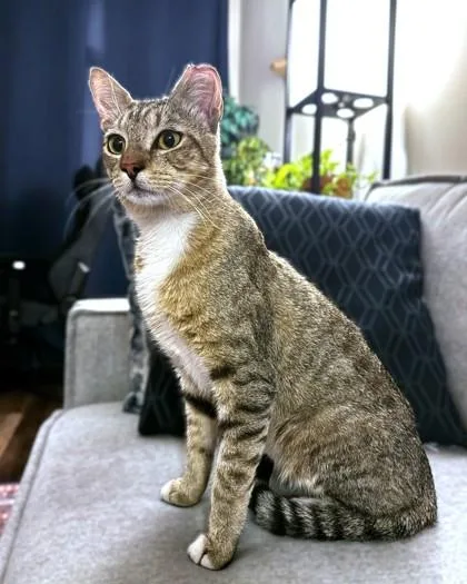 An adult medium-sized male Domestic Short Hair cat named Phlox for adoption in Washington, DC