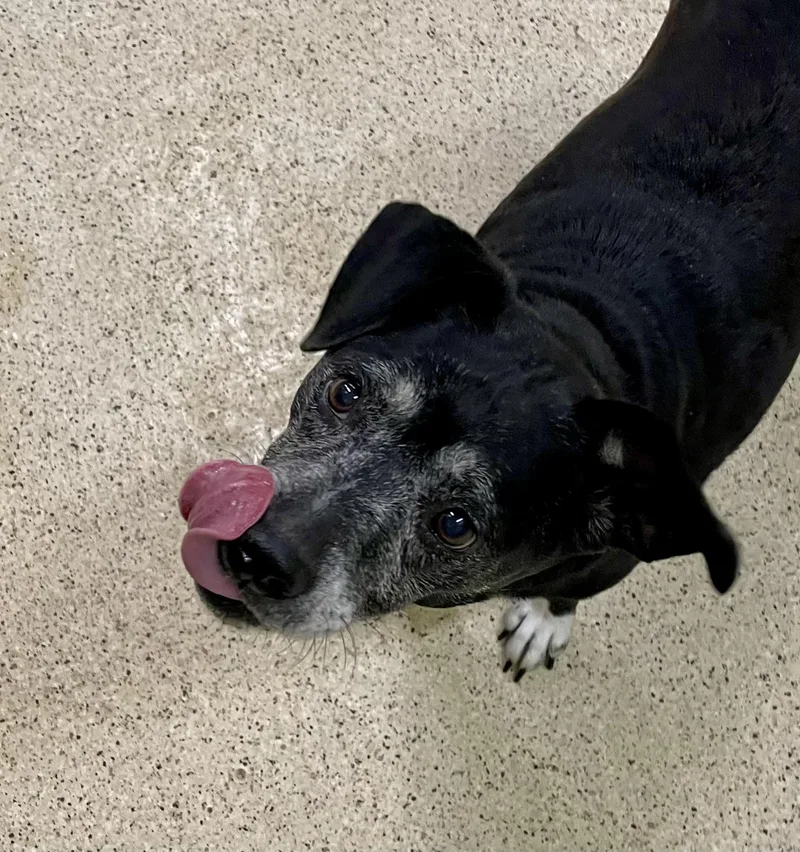 A senior medium-sized female Beagle dog named Zoey for adoption in Muncie, IN