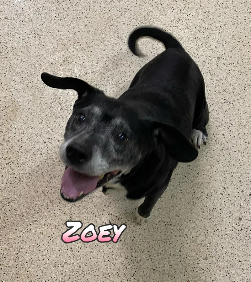 Zoey thumbnail 2