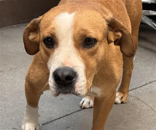 A young medium-sized female Beagle dog named Ember for adoption in Tucson, AZ