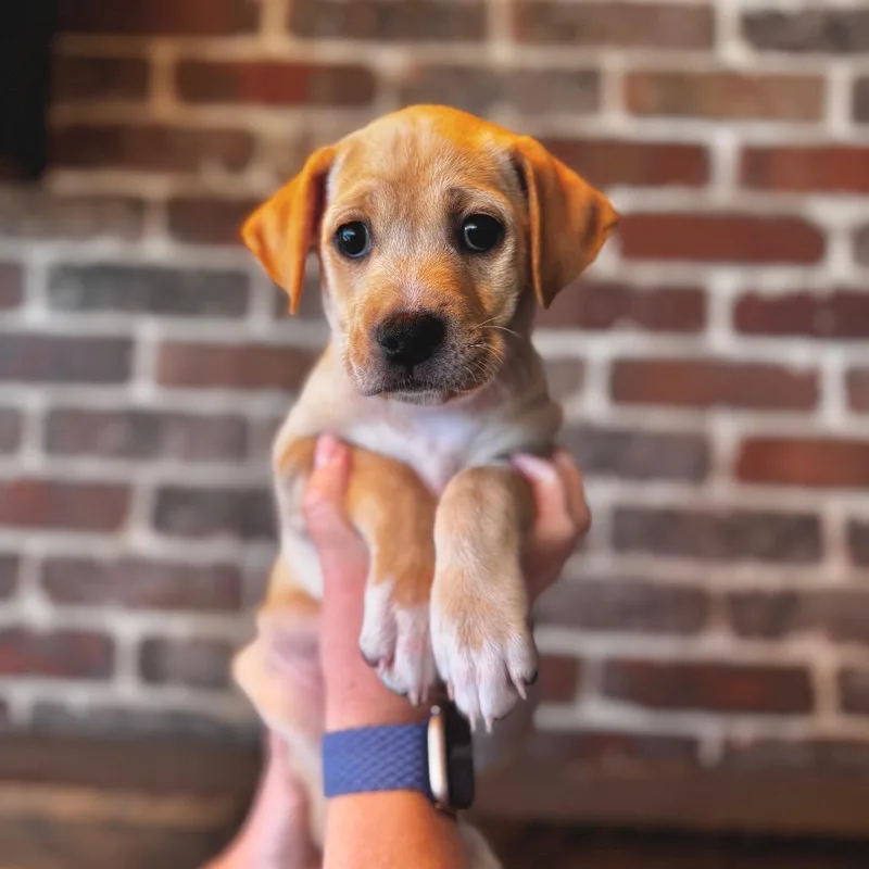 A baby small-sized female White / Cream Yellow Labrador Retriever dog named Pink for adoption in San Diego, CA