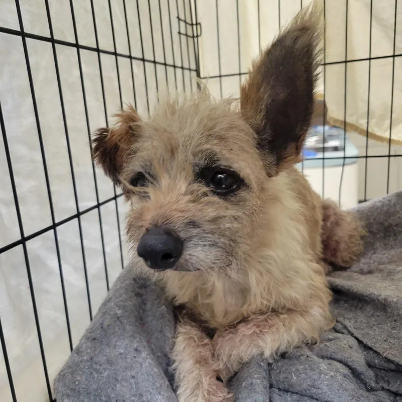 A senior small-sized male Yellow / Tan / Blond / Fawn Terrier dog named River for adoption in Westminster, CA