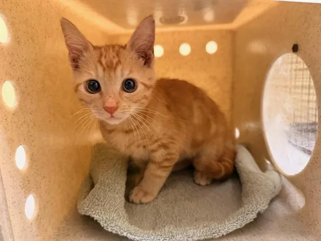 A baby small-sized male Domestic Short Hair cat named Cliff for adoption in Tustin, CA