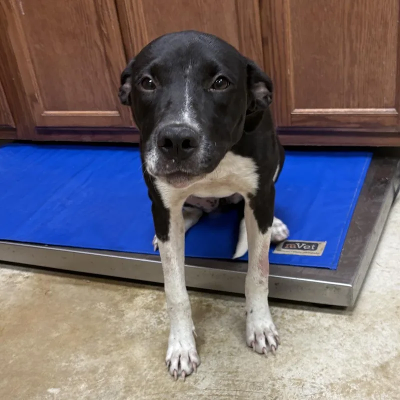 A young medium-sized female Black Labrador Retriever dog named Darling U for adoption in Tupelo, MS