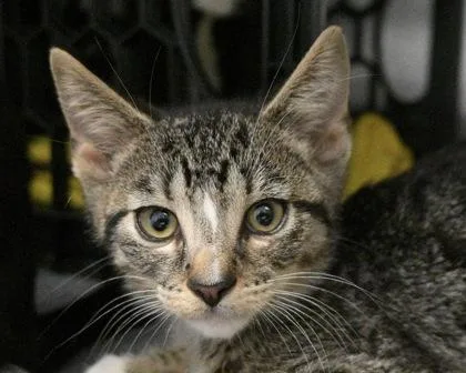 A baby small-sized male Domestic Short Hair cat named Sparrow for adoption in West Seneca, NY