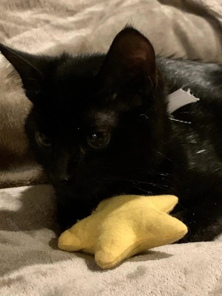 A baby small-sized female Domestic Short Hair cat named Quarter for adoption in Dallas, TX