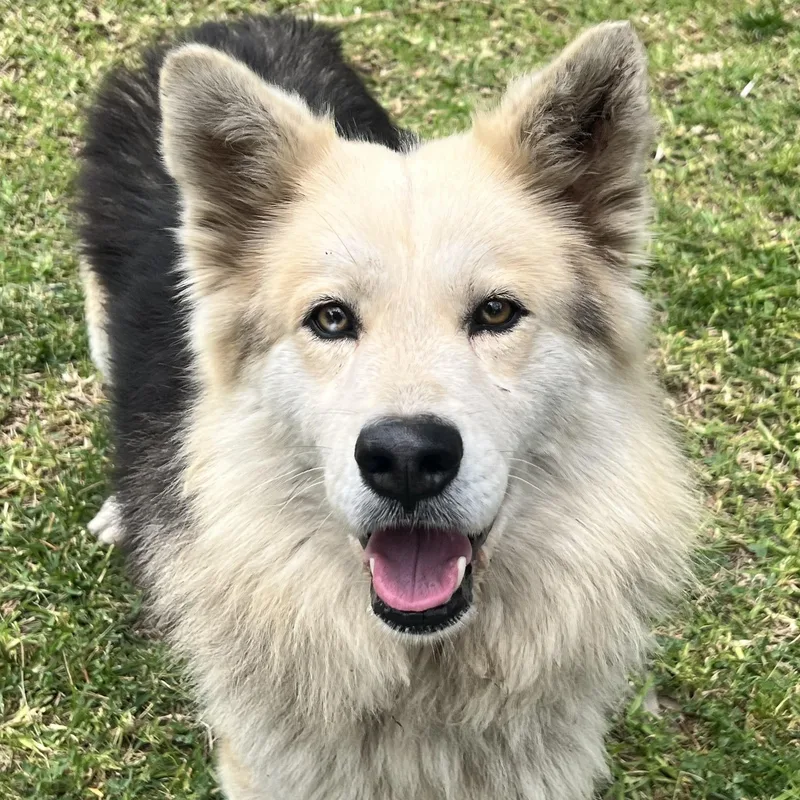 A young medium-sized male German Shepherd Dog dog named Zeek for adoption in San Diego, CA