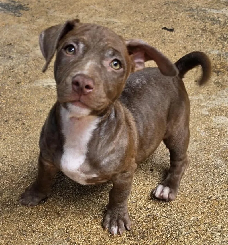 A baby small-sized female Brown / Chocolate Dachshund dog named BRANDI  low rider for adoption in New York, NY