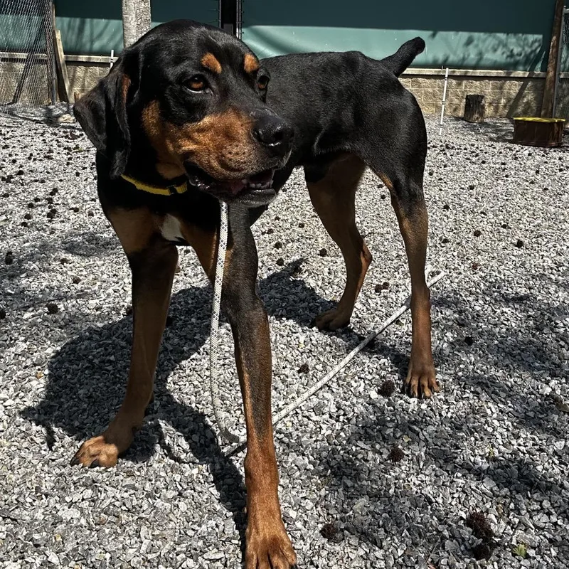 An adult medium-sized male Black Mixed Breed dog named Koda for adoption in Asheville, NC