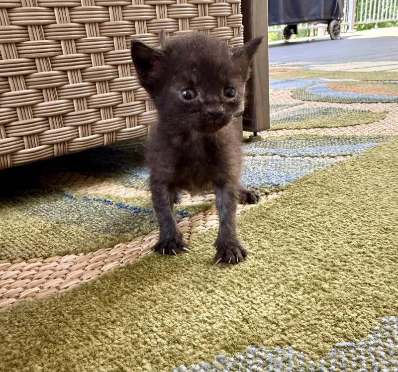 A baby small-sized female Domestic Short Hair cat named Bingo Fuel for adoption in Newnan, GA