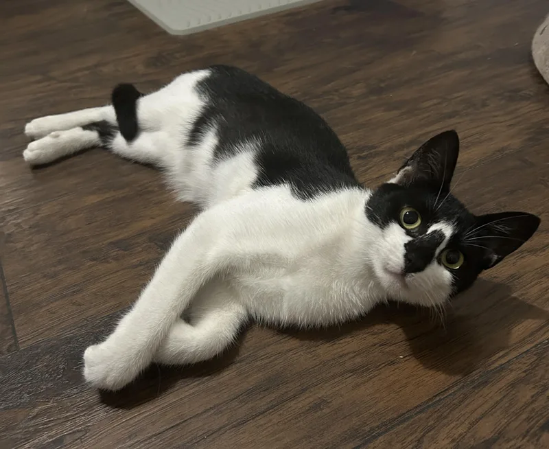 Rollypolly thumbnail 2