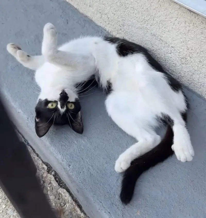 Rollypolly thumbnail 3