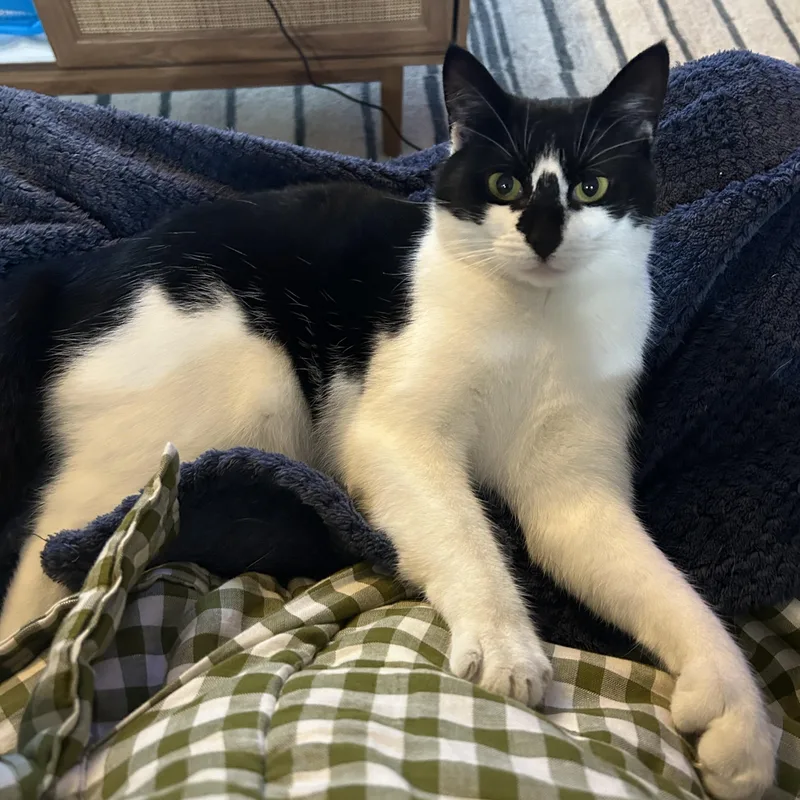 Rollypolly thumbnail 4