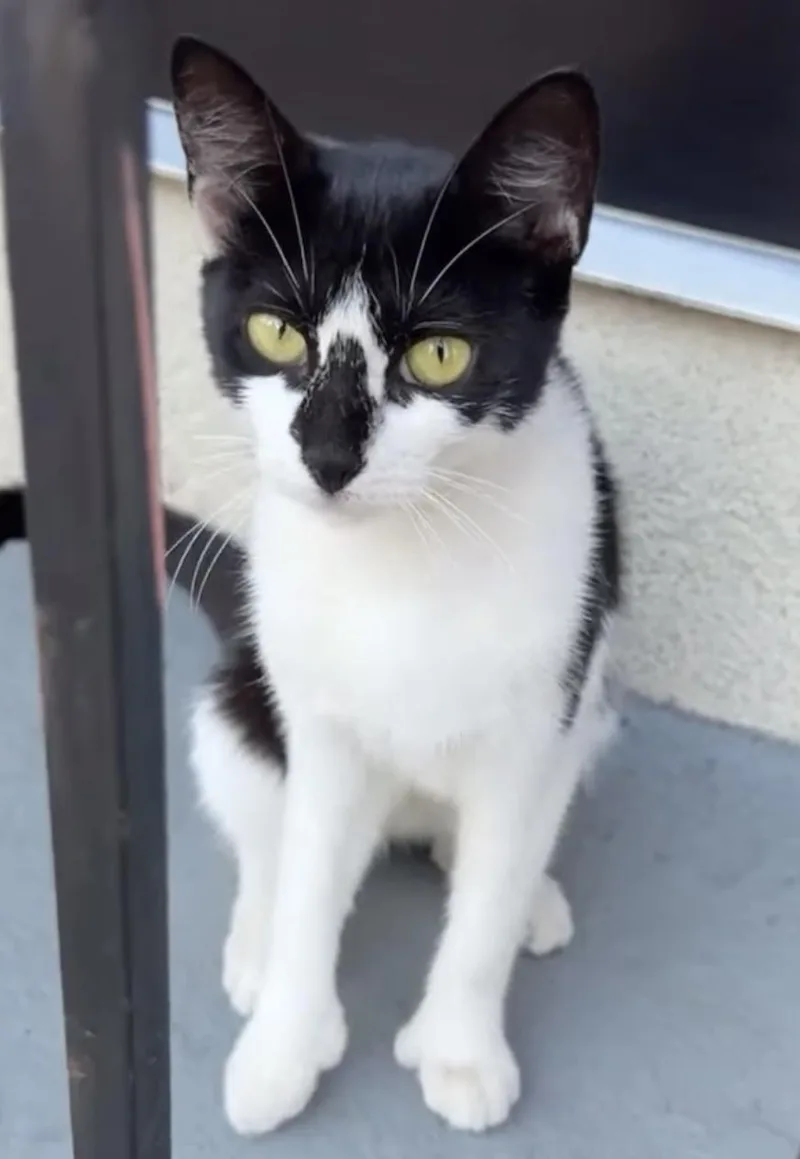 Rollypolly thumbnail 5