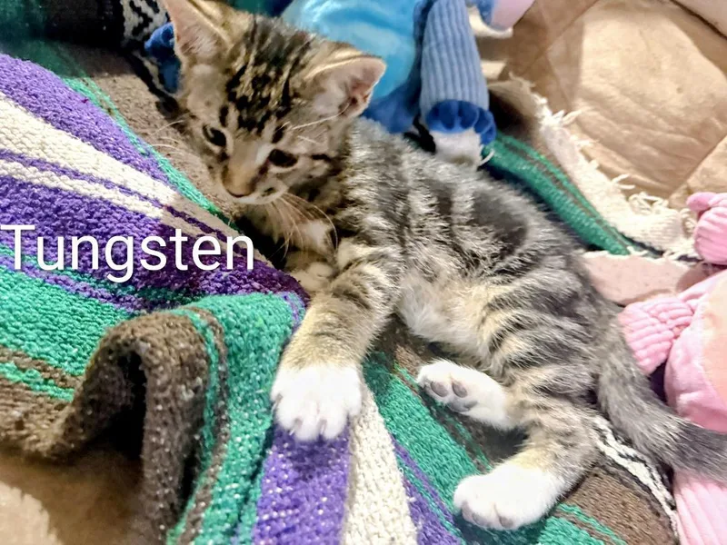 Tungsten thumbnail 2