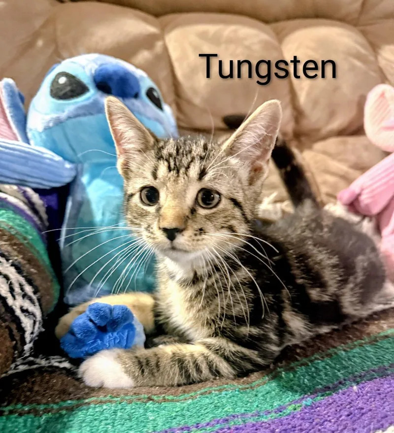 Tungsten thumbnail 3