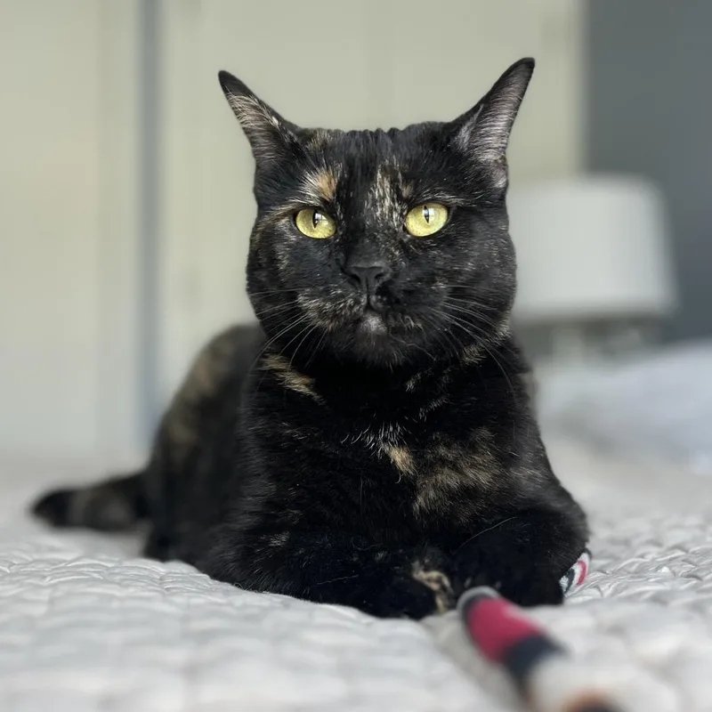 An adult medium-sized female Tortoiseshell Domestic Short Hair cat named Aayla for adoption in Fairfax Station, VA
