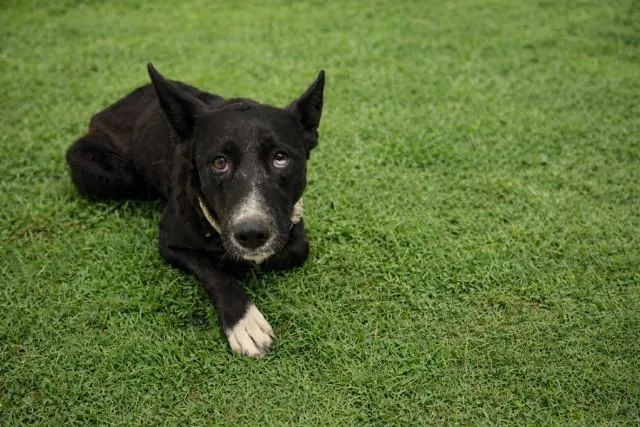A young medium-sized female Border Collie dog named Zendaya for adoption in Lancaster, CA