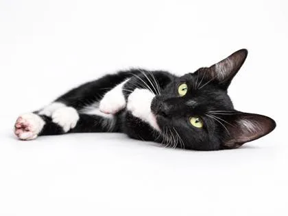 A young medium-sized male Domestic Short Hair cat named Murphy for adoption in Bowling Green, KY