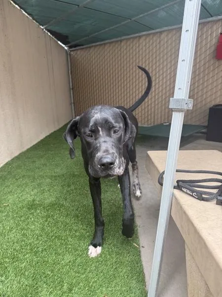 An adult extra large-sized female Great Dane dog named Boston for adoption in San Diego, CA