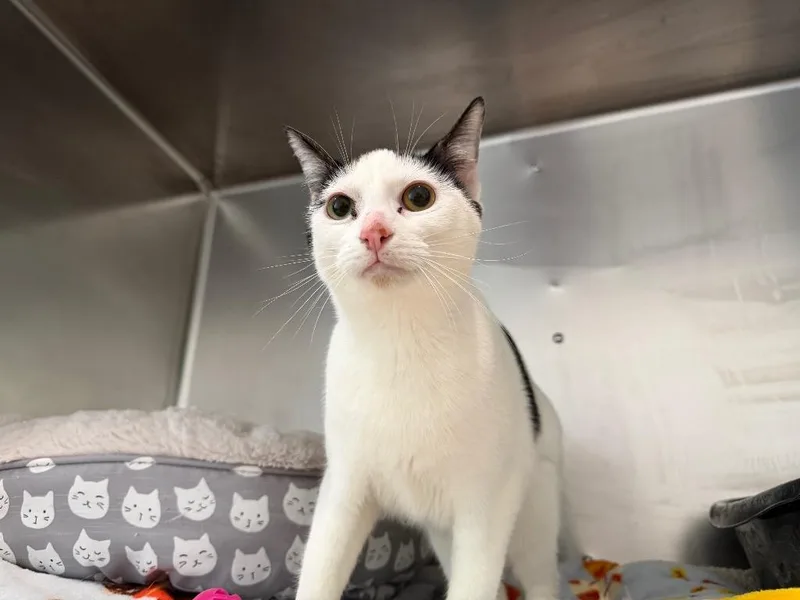 A young medium-sized female Domestic Short Hair cat named Neveah for adoption in Ashland, WI