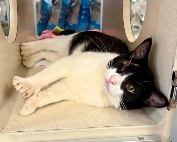 A young small-sized male Domestic Short Hair cat named Carl for adoption in Novato, CA