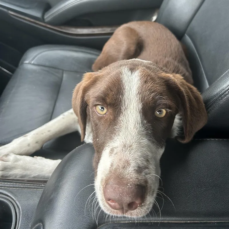 A young large-sized male Brown / Chocolate American Foxhound dog named Rusty for adoption in San Saba, TX