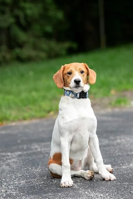 A baby small-sized female Labrador Retriever dog named Sue for adoption in Belleville, IL
