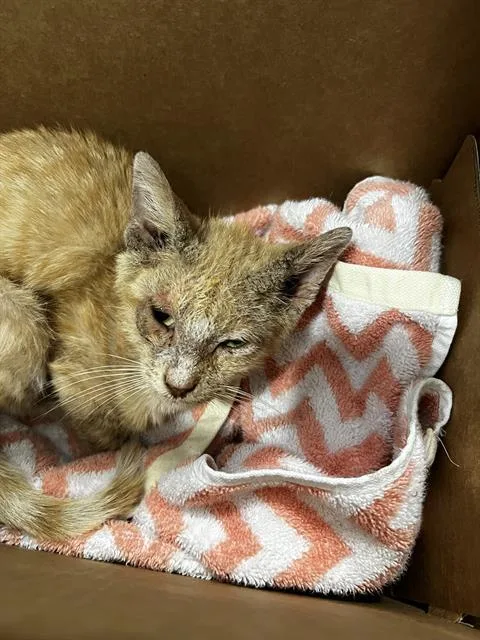 A young medium-sized male Domestic Short Hair cat named Ryan for adoption in Dallas, TX