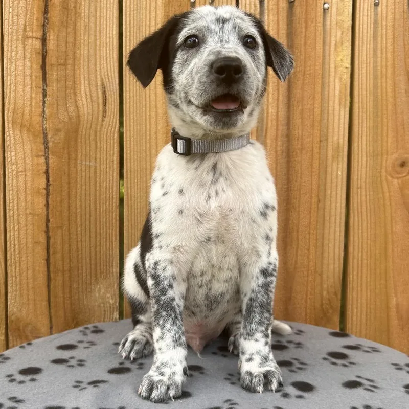 A baby small-sized male Black Australian Cattle Dog / Blue Heeler dog named Stick Season for adoption in Cincinnati, OH