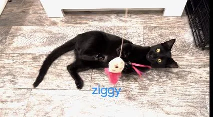 A baby medium-sized male Black Domestic Short Hair cat named Ziggy for adoption in Flushing, NY