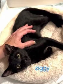 Ziggy thumbnail 2