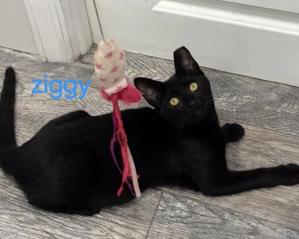 Ziggy thumbnail 3