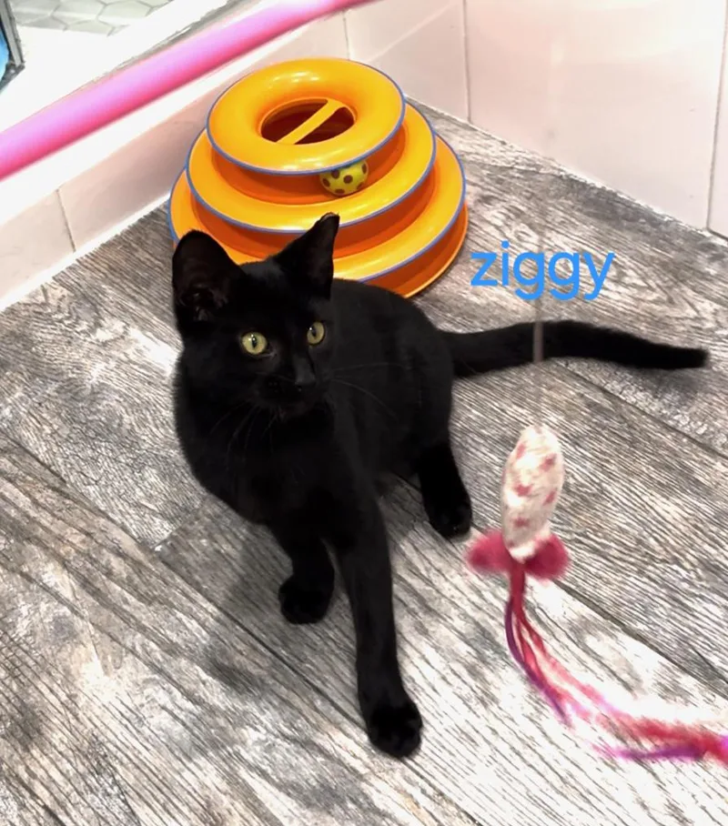 Ziggy thumbnail 5