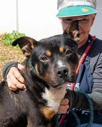 An adult large-sized male Mixed Breed dog named Skid Steer for adoption in Chamblee, GA