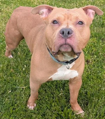 An adult medium-sized male Pit Bull Terrier dog named Jaxson for adoption in Akron, OH