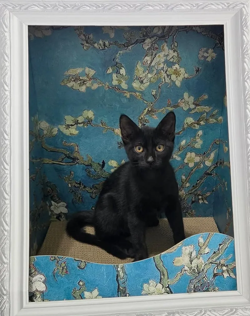 A baby medium-sized female Black Domestic Short Hair cat named Bohemian for adoption in Overland Park, KS