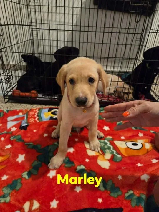 A baby medium-sized male Yellow / Tan / Blond / Fawn Labrador Retriever dog named Marley for adoption in Huntington, NY