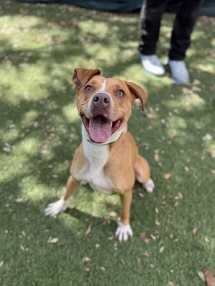 An adult large-sized female Terrier dog named Maki for adoption in North Miami Beach, FL