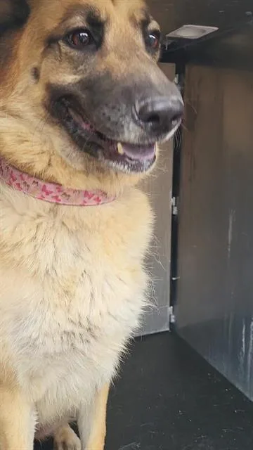 Silvee
