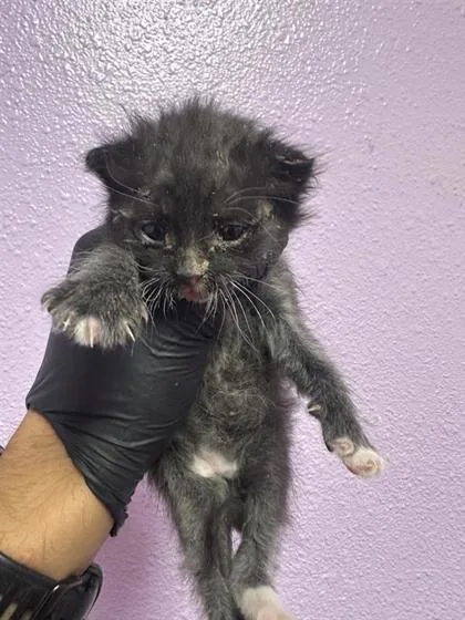 A baby small-sized female Black Domestic Short Hair cat named 60781133 for adoption in El Paso, TX