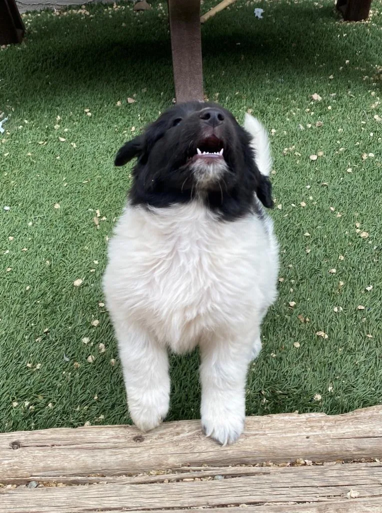 A baby medium-sized female Collie dog named Squirt for adoption in Chino Valley, AZ