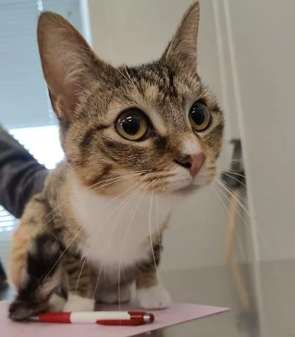 An adult medium-sized female Domestic Short Hair cat named Ashley for adoption in Lafayette, IN