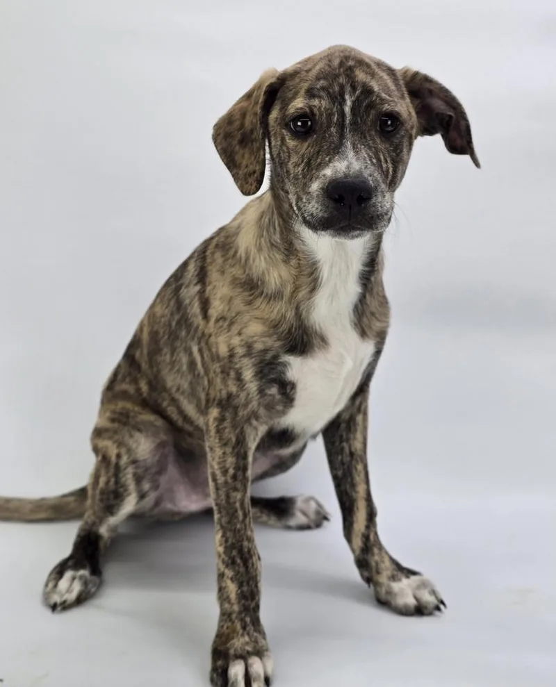 A baby large-sized male Terrier dog named Joey for adoption in Sedalia, CO