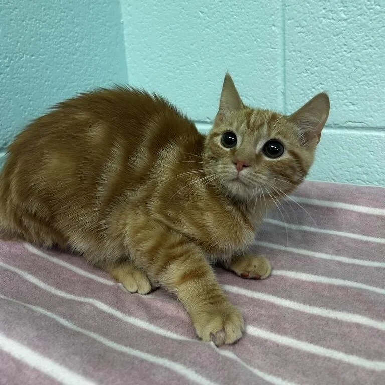 A baby small-sized male Orange / Red Domestic Short Hair cat named Frank for adoption in Spruce Pine, NC