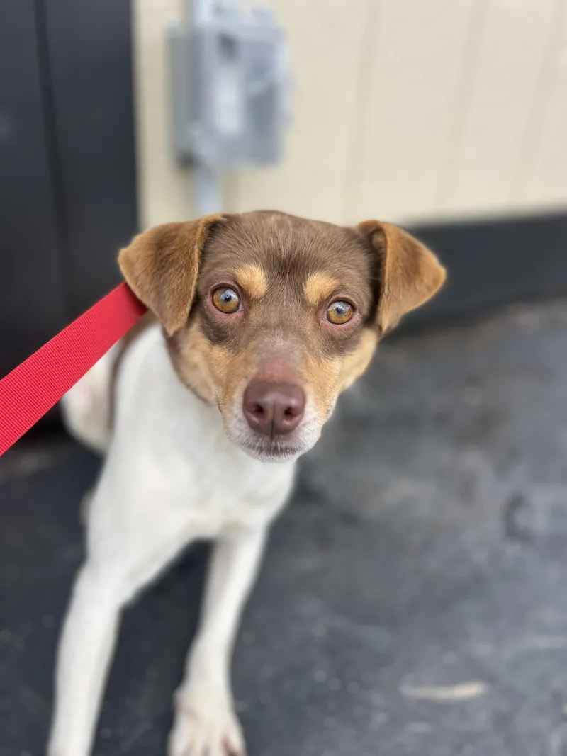An adult small-sized male Toy Fox Terrier dog named Buster for adoption in Havertown, PA