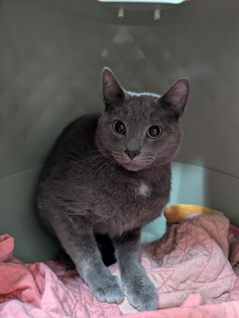 An adult medium-sized male Domestic Short Hair cat named Smokey for adoption in Oconto, WI