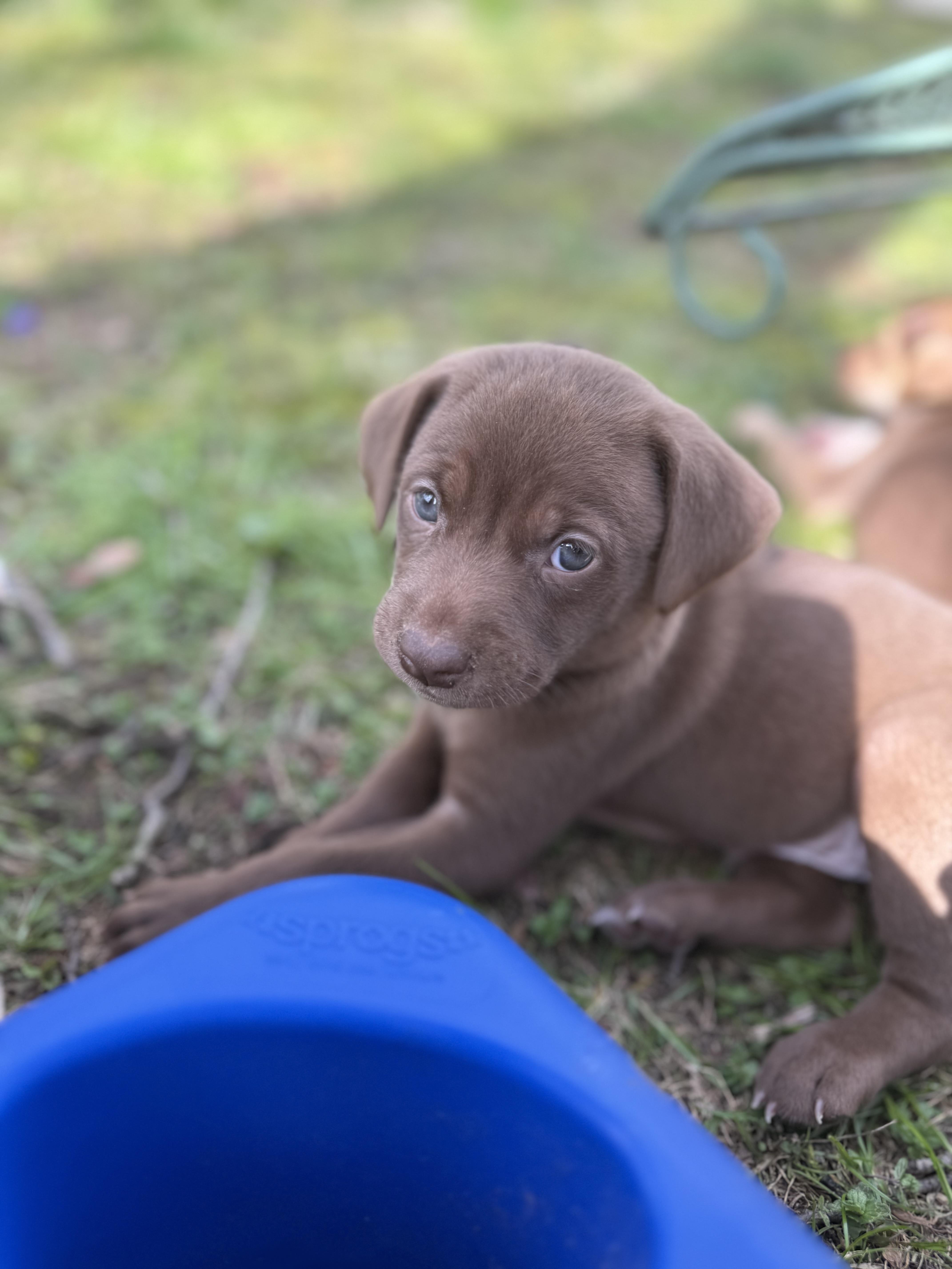 A baby small-sized male Beagle dog named Marcellus for adoption in Nanuet, NY