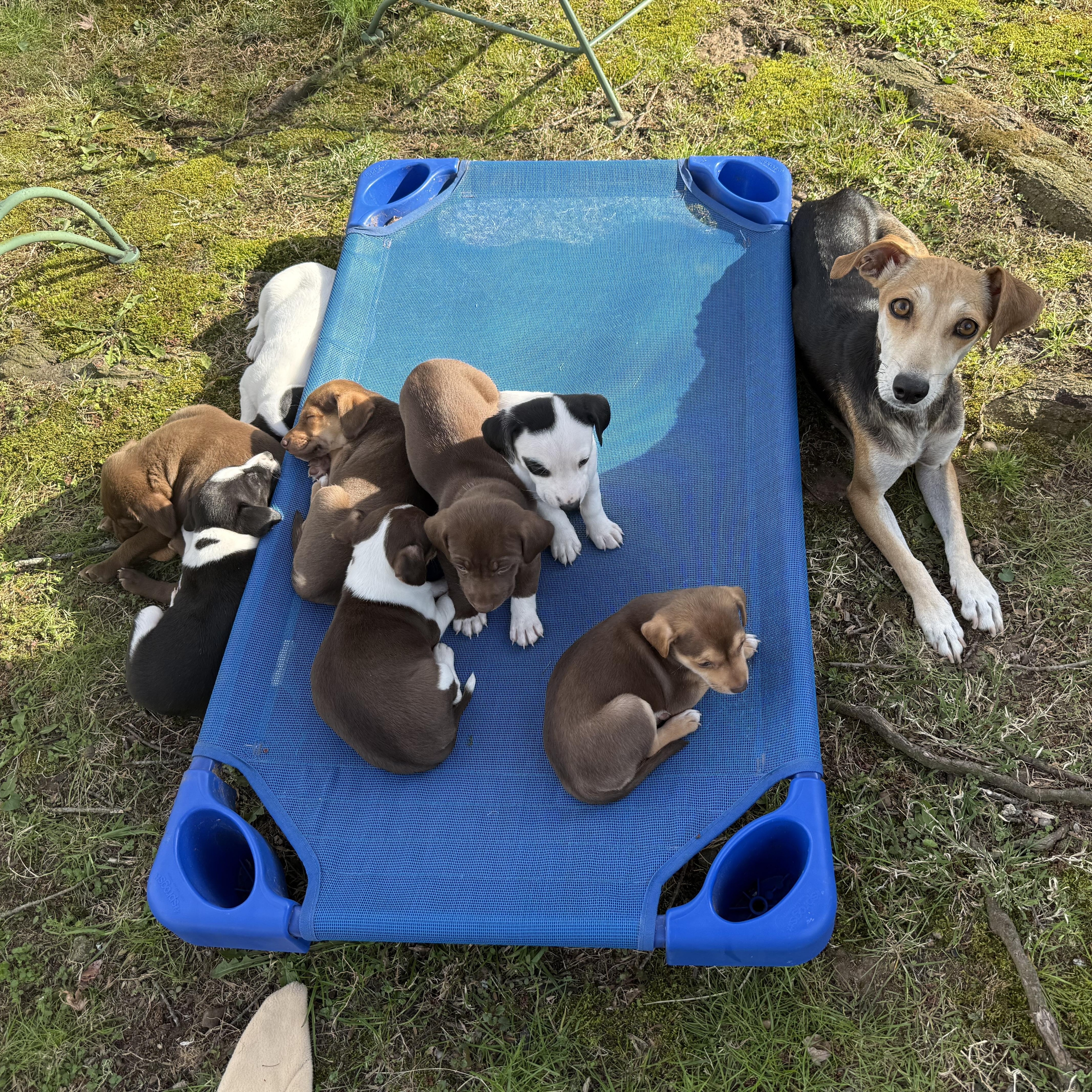 Marcellus thumbnail 2